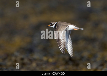 Flussregenpfeifer-Regenpfeifer (Charadrius Hiaticula), Erwachsene im Sommer Gefieder im Flug. Island. Stockfoto