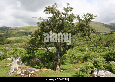 Ein einsamer Baum steht im Llafar Tal, Snowdonia, Wales Stockfoto