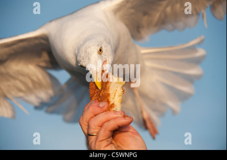 Silbermöwe (Larus Argentatus) Brot aus Person die Hand zu nehmen. Stockfoto