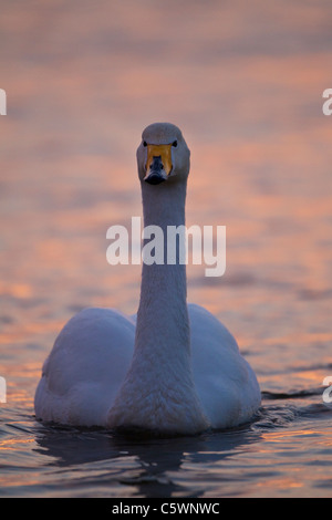 Singschwan (Cygnus Cygnus), Erwachsene, Schwimmen am See bei Sonnenuntergang, Island. Stockfoto