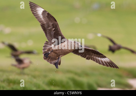 Great Skua (Stercorarius Skua), Erwachsene im Flug. Shetland, Schottland, Großbritannien. Stockfoto