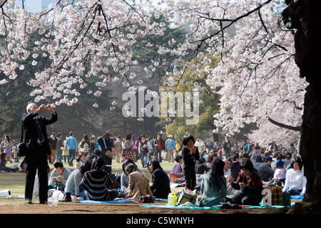 Ältere Mann Fotografieren Kirsche blüht im Park Shinjuku, Tokyo, Japan Stockfoto