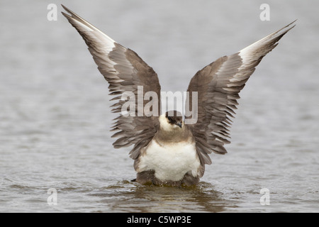 Great Skua (Stercorarius Skua), leichte Phase. Erwachsenen Baden in man, Shetland, Schottland, Großbritannien. Stockfoto