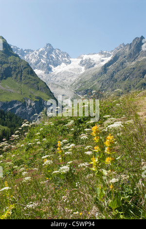 Große gelbe Enzian Gentiana Lutea und Blick in Richtung l ' a Neuve Gletscher Val Ferret Schweiz Stockfoto