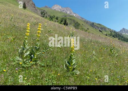 Große gelbe Enzian (Gentiana Lutea) wächst in einer Almwiese auf 1600m in Val Ferret Schweiz Stockfoto