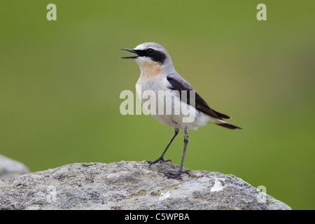 Nördlichen Steinschmätzer (Oenanthe Oenanthe). Männchen auf Felsen gelegen beim aufrufen, Shetland, Schottland, Großbritannien. Stockfoto