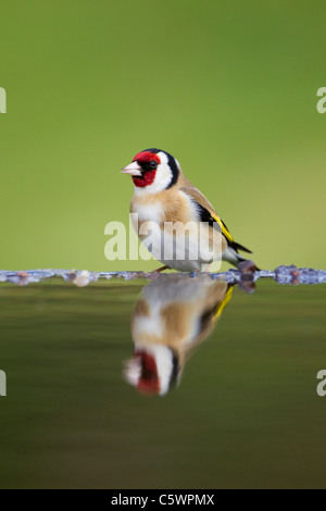Europäische Stieglitz (Zuchtjahr Zuchtjahr). Erwachsene trinken am Gartenteich. Stockfoto