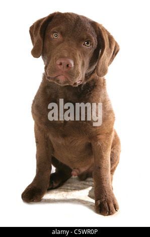 Einzelne Chesapeake Bay Retriever Welpen sitzen im Studio UK Stockfoto
