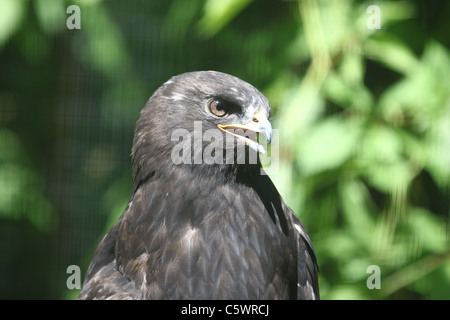 Kopfschuss thront grobe Legged Hawk Stockfoto