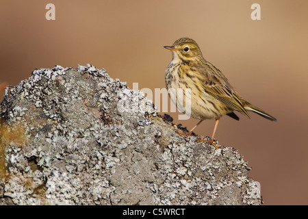 Wiese Pieper (Anthus Pratensis), Erwachsene auf Felsen gelegen. Schottland, Großbritannien. Stockfoto