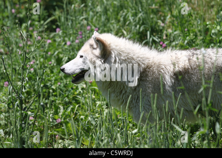 Profil von nordamerikanischen Gray Wolf Stockfoto