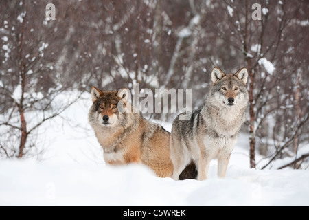 Europäische graue Wolf (Canis Lupus), alpha-Männchen und Weibchen im Winter (genommen unter kontrollierten Bedingungen). Norwegen. Stockfoto