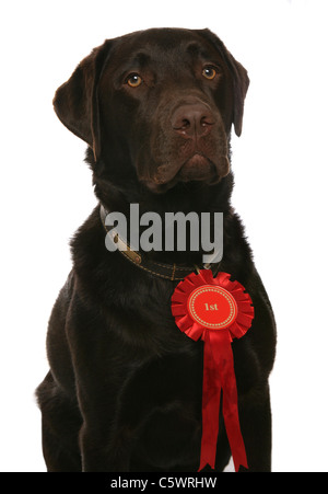 Labrador Retriever alleinstehenden mit rote Rosette Studio, UK Stockfoto