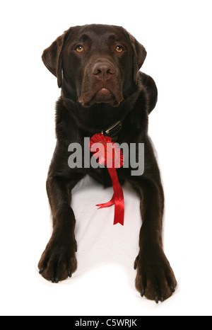 Labrador Retriever alleinstehenden mit rote Rosette Studio, UK Stockfoto