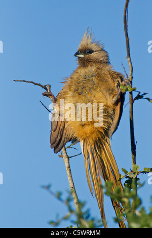 Gesprenkelte Mousebird (Colius Striatus) im Addo Elephant Park in Südafrika. Stockfoto