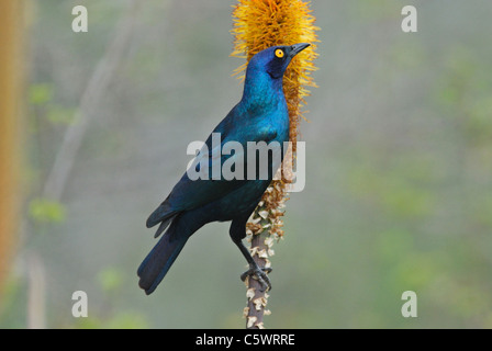 Mehr blau-eared Starling (Glanzstare Chalybaeus) im Krüger Nationalpark, Südafrika. Juli 2010. Stockfoto