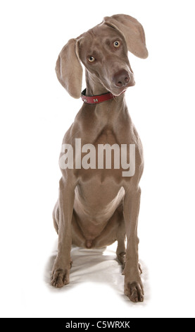 Weimaraner Hund weiblichen alleinstehenden sitzen Studio, UK Stockfoto