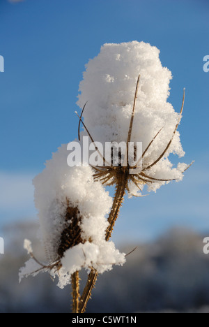 Schneebedeckte bieten in einem Garten in Nord-Wales Stockfoto