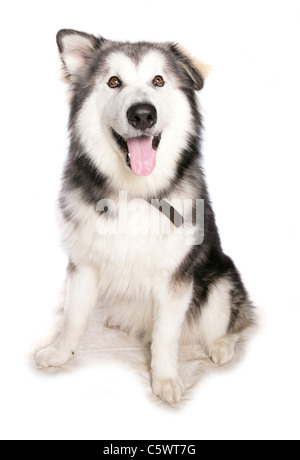 Einziges Alaskan Malamute Welpen sitzen in einem Studio UK Stockfoto