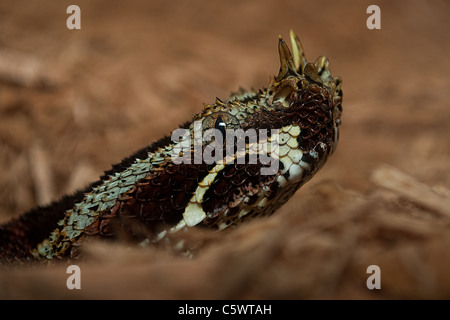 Nashorn-Viper-Porträt Stockfoto