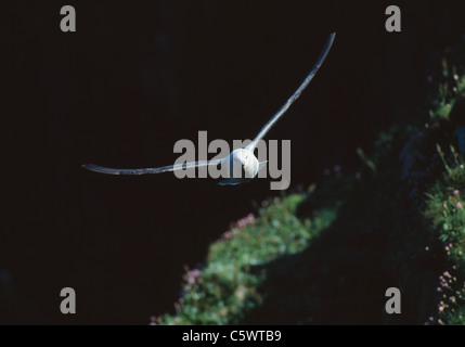 Fulmar im Flug Fulmarus Cyclopoida Handa Insel, UK BI002281 Stockfoto