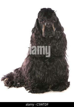 Amerikanischer Cockerspaniel alleinstehende Erwachsene sitzen in einem Studio UK Stockfoto