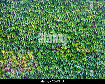 Boston Ivy Vine (Parthenocissus Tricuspidata) Stockfoto