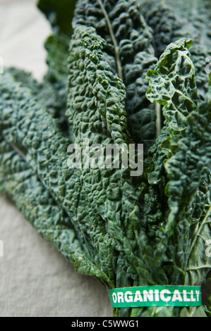 Frische, biologisch angebaute Grünkohl Stockfoto