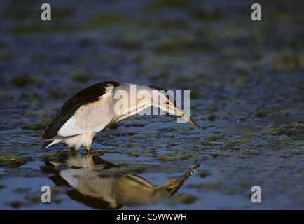 Zwergdommel - Angeln für Kaulquappen Ixobrychus Minutus Lesbos, Griechenland BI003674 Stockfoto