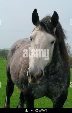 Percheron Pferd auf einer Wiese (Mayenne, Pays De La Loire, Frankreich). Stockfoto