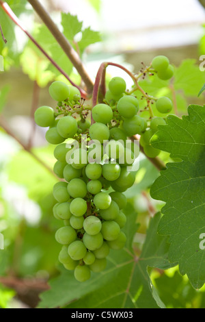 Weinrebe im Gewächshaus mit jungen Früchten an Rebstöcken. Stockfoto