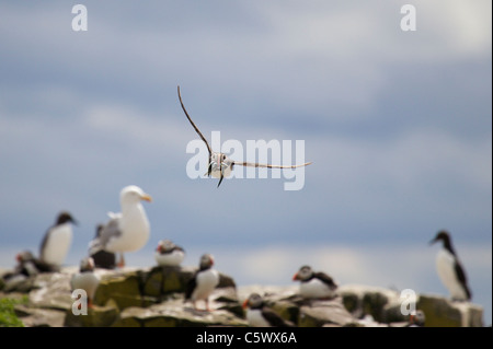 Puffin, Fratercula Arctica, während des Fluges tragen Sandaale, Farne Islands, Northumberland, UK Stockfoto