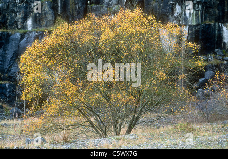 Goat Willow oder große fahl, Salix Caprea, Millers Dale, Derbyshire Stockfoto