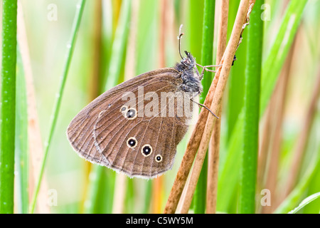 Ringel-Schmetterling ruht unter weichen rush Stockfoto