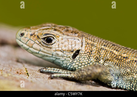 Lebendgebärend oder gemeinen Eidechse hautnah Stockfoto