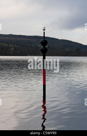 Einsame Möwe sitzt auf einem Pfosten. Loch Lomand in Schottland Stockfoto