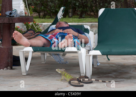 Wilder grüner Leguan saß in der Nähe einer Sonnenliege mit einem Mann Sonnenbaden im Holiday Inn Sunspree Resort Aruba, Niederländische Karibik Stockfoto