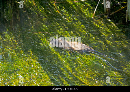 Bisamratte (Ondatra Zibethicus) Schwimmen im Sommer Wasserpflanzen und Rohrkolben, Aurora Colorado uns. Stockfoto