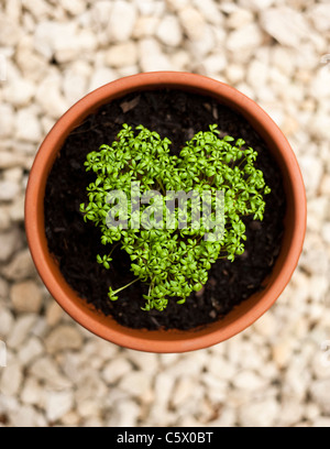 Kresse, Lepidium Sativum, wächst in der Form eines Herzens gewellt Stockfoto