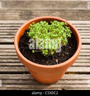 Kresse, Lepidium Sativum, wächst in der Form eines Herzens gewellt Stockfoto