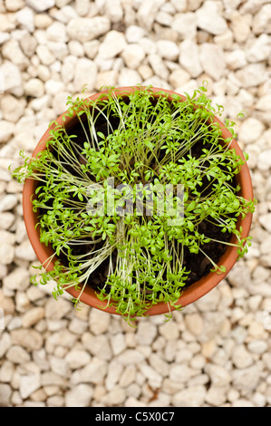 Kresse, Lepidium Sativum, wächst in der Form eines Herzens gewellt Stockfoto