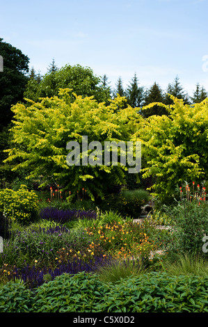 Die Hot-Garten im frühen Sommer, RHS Rosemoor, Devon, England, Vereinigtes Königreich Stockfoto