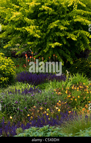 Die Hot-Garten im frühen Sommer, RHS Rosemoor, Devon, England, Vereinigtes Königreich Stockfoto