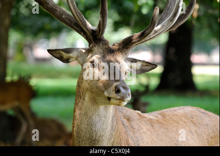 Rothirsche hautnah Wollaton Park Nottingham uk Stockfoto