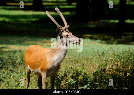 Rothirsch Wollaton Park Nottingham England uk Stockfoto