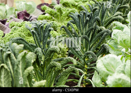 Grünkohl'schwarze Toskana"im RHS essbaren Garten 2011 Hampton Court Palace Garden, UK Stockfoto