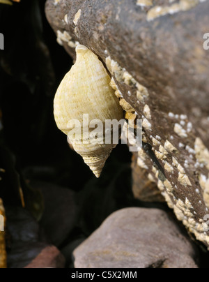 Gemeinsamen Hund Wellhornschnecke - Nucella Lapilli Stockfoto