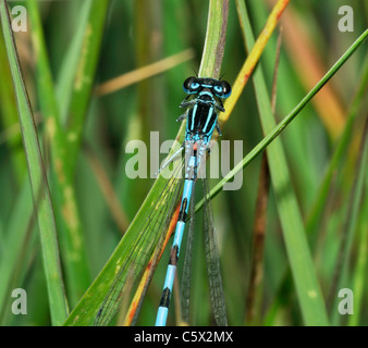 Südlichen Damselfly - Coenagrion Mercuriale männlich Stockfoto