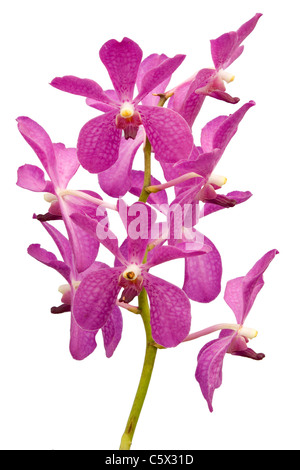 Stamm von rosa Orchideen isoliert auf weißem Hintergrund Stockfoto