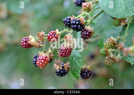 Brombeeren Stockfoto